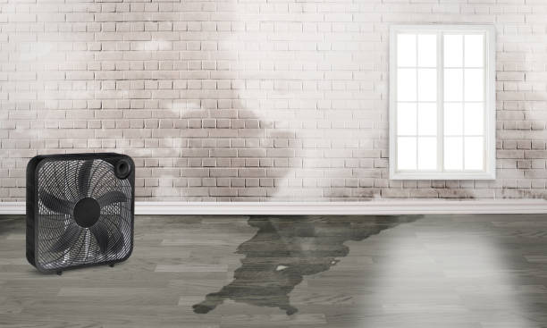 Best Mold removal after water damage  in Spring Valley, WI